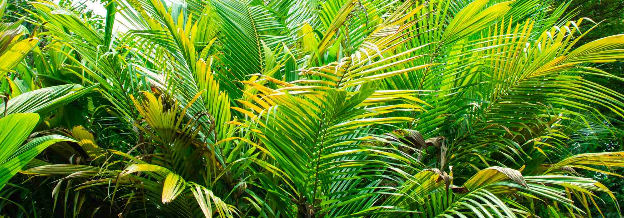 Dypsis - Palmera Areca: cultivo y cuidados