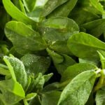 ¿Cómo cultivar la Alholva?