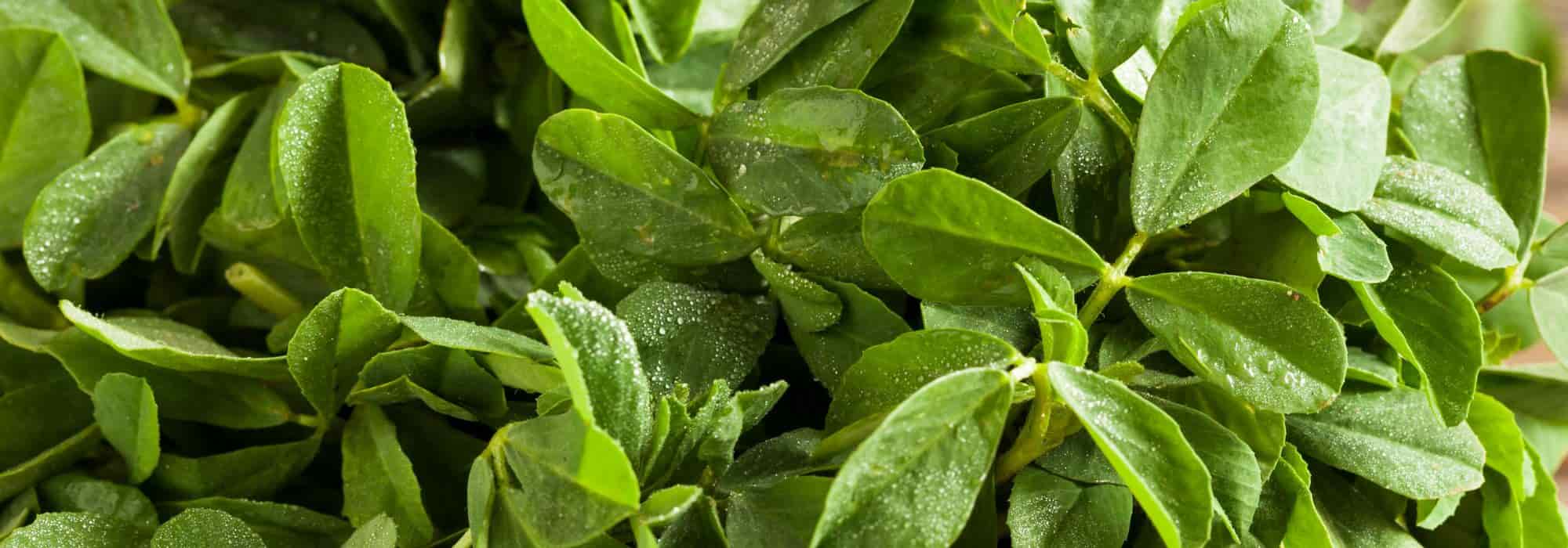 ¿Cómo cultivar la Alholva?