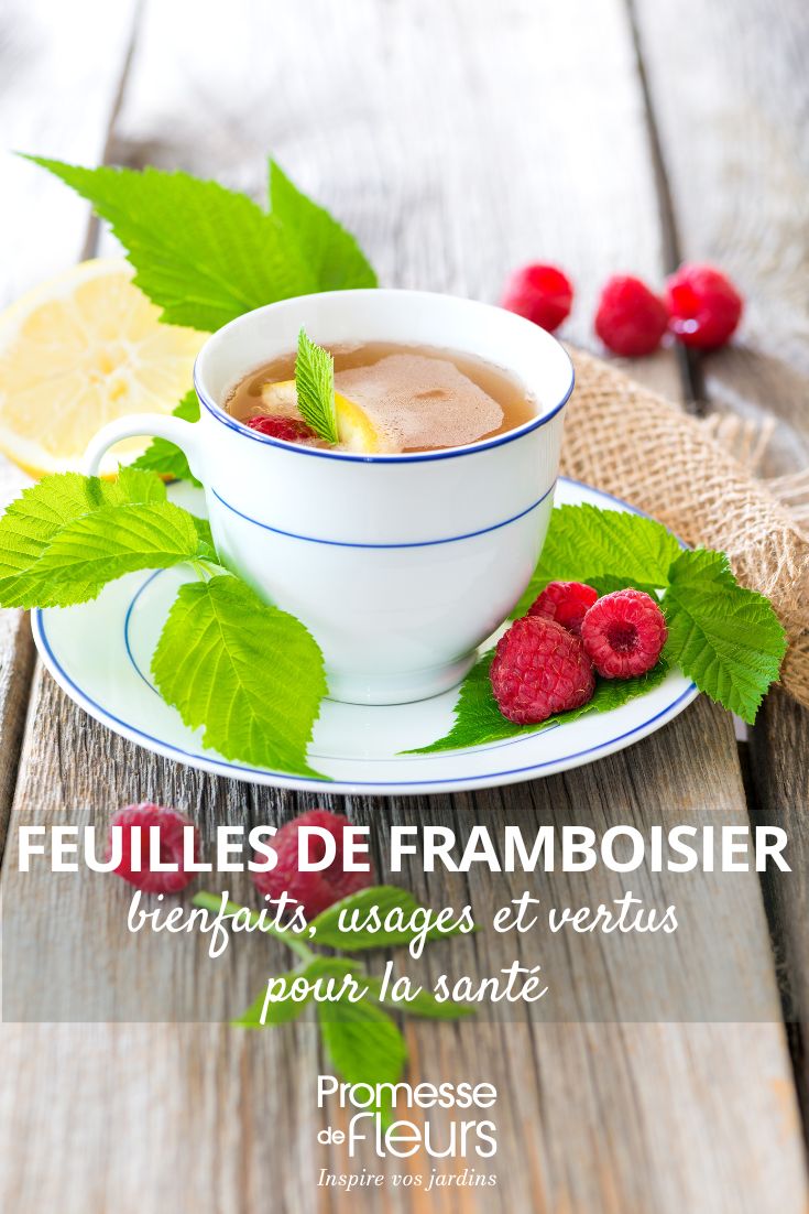 fitoterapia hojas de frambueso