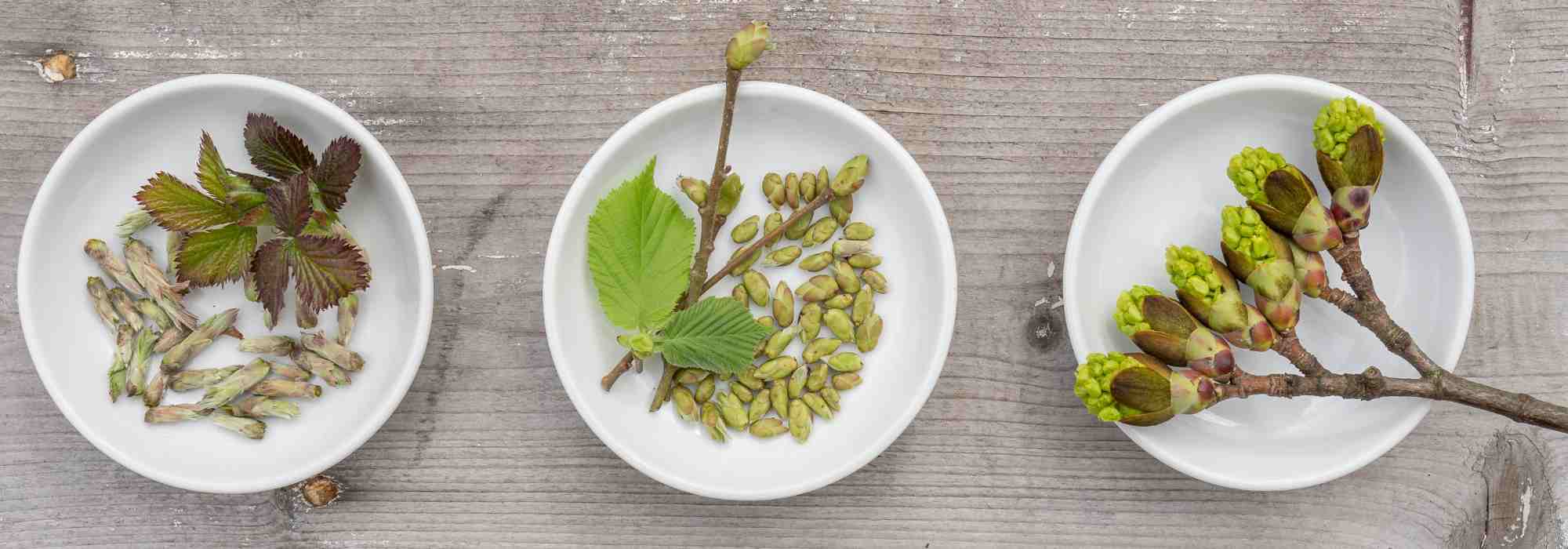 La gemoterapia: la energía vital de las yemas
