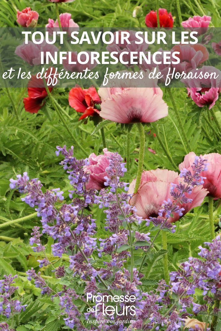 las flores y sus formas