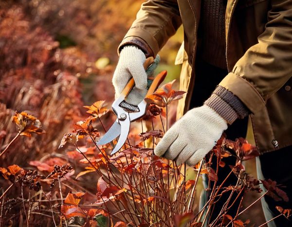 Jardinería para principiantes: cuándo y cómo podar tus viváceas en 4 sencillos pasos