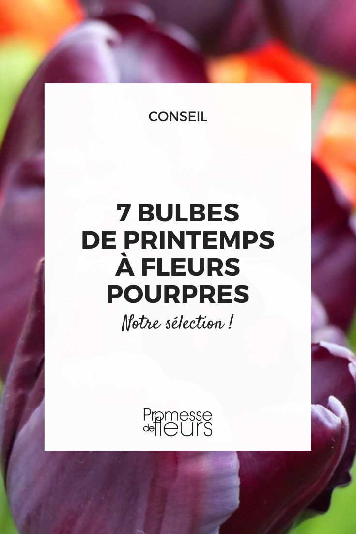 Los 7 bulbos de primavera con flores púrpuras para adoptar en el jardín