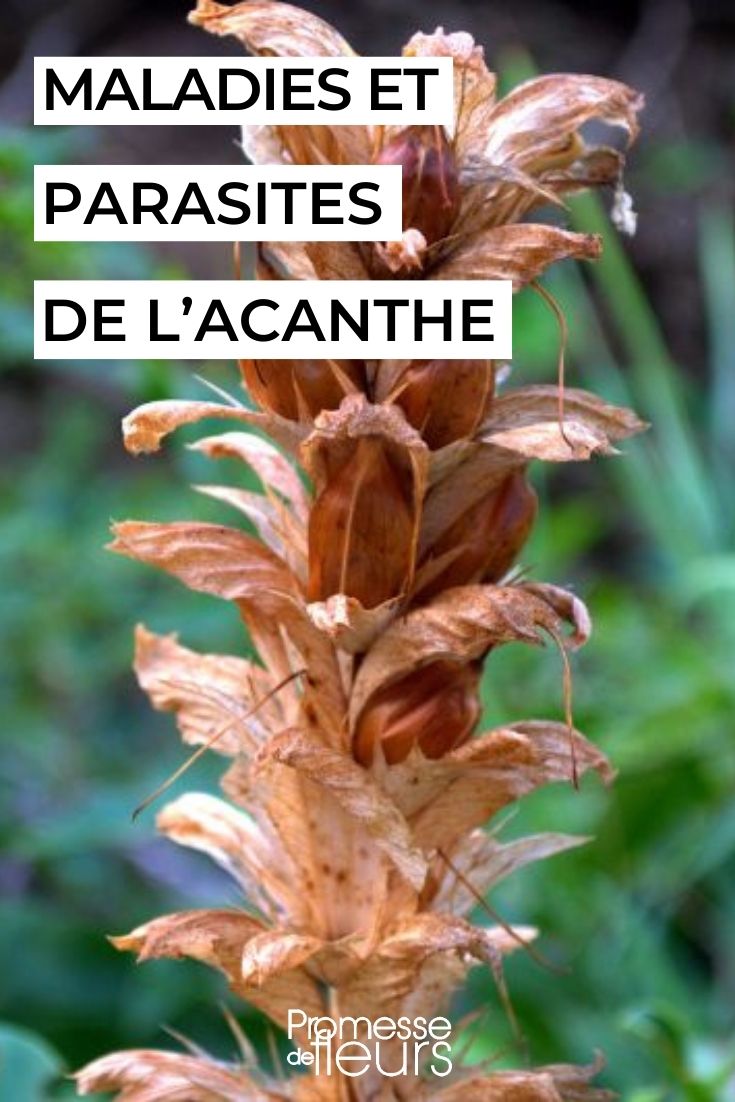 cuidar la acanto