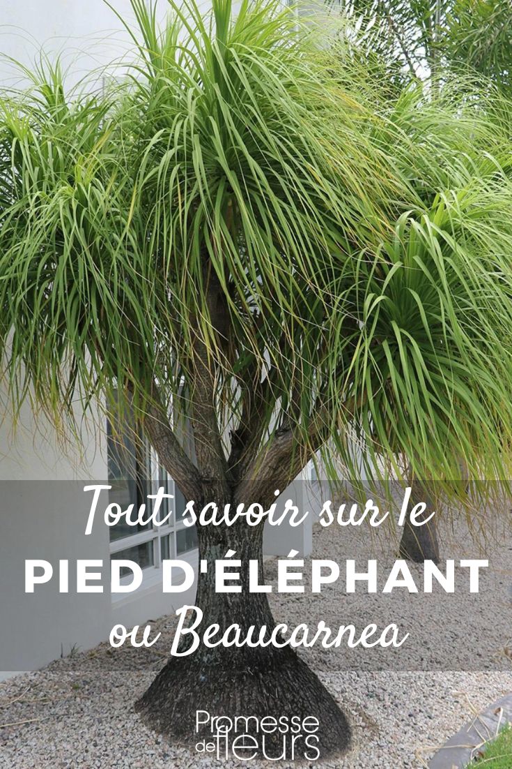 Fichas de plantas: Todo lo que necesitas saber sobre el Beaucarnea pata de elefante