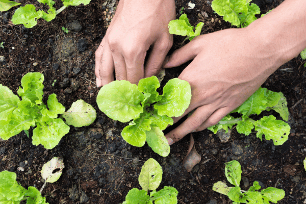 Acabo de recibir mi pedido de planteros de hortalizas en minimacetas: ¿qué debo hacer?