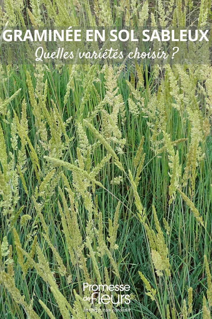 Koeleria glauca (traducción al español)

Nombre común: Koeleria azulada o Festuca azulada

Descripción:
Koeleria glauca es una gramínea ornamental perenne de la familia Poaceae, apreciada por su follaje azulado y su porte compacto. Forma matas densas de hojas estrechas y rígidas con un característico tono azul-grisáceo que le da un aspecto muy decorativo.

Características:
- Altura: 20-40 cm
- Floración: Espigas doradas en verano
- Exposición: Pleno sol
- Suelo: Bien drenado, tolera suelos pobres
- Rusticidad: Muy resistente (hasta -20°C)

Usos en jardinería:
- Ideal para jardines de rocas
- Excelente como planta de bordura
- Perfecta para jardines secos y xerojardinería
- Combinación con otras plantas mediterráneas

Cuidados:
- Requiere poco mantenimiento
- Resistente a la sequía una vez establecida
- Poda: cortar las hojas secas a finales de invierno

Nota: Mantener los códigos HTML intactos si están presentes en el texto original.