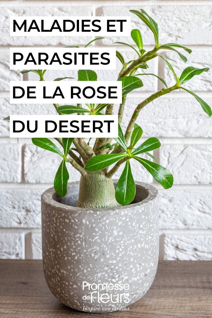 cuidar el adenium