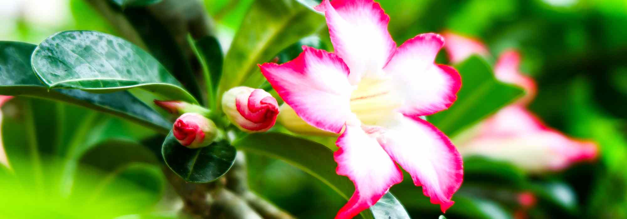 Adenium - Rosa del Desierto: cultivo y cuidado