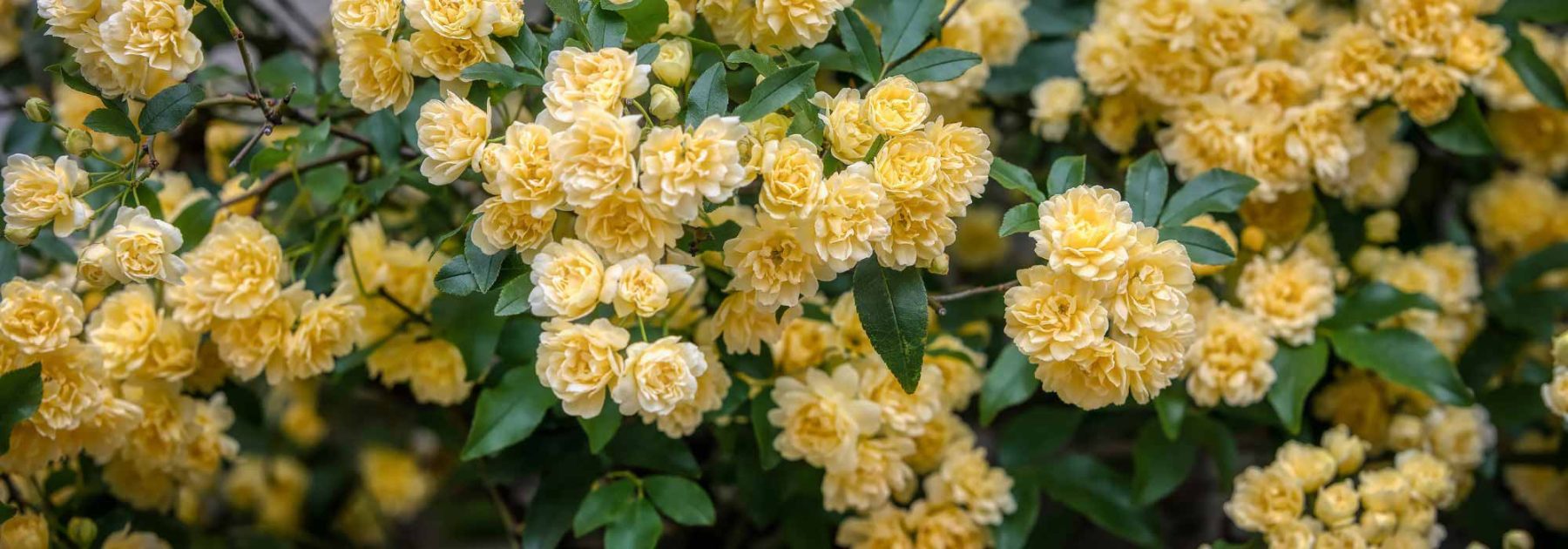 Rosales de Banks: ¡descubre estas exuberantes rosas lianas!