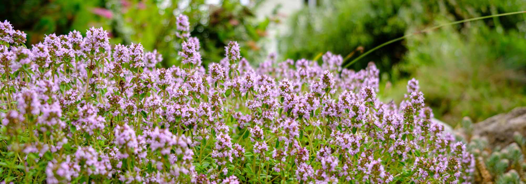 ¿Cómo curar un dolor de garganta con el tomillo?