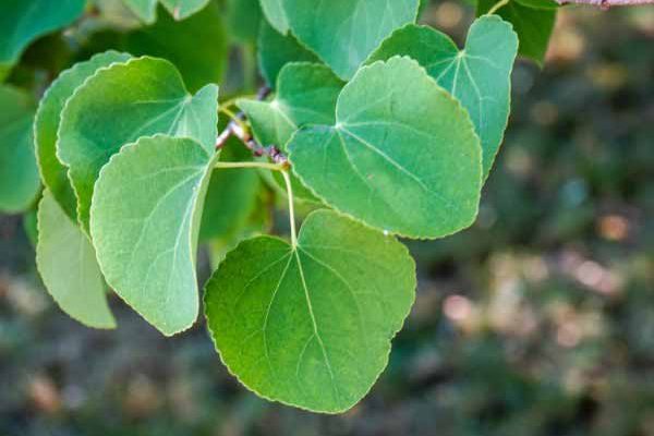 Cercidiphyllum, Árbol de caramelo: ¿cómo podarlo?
