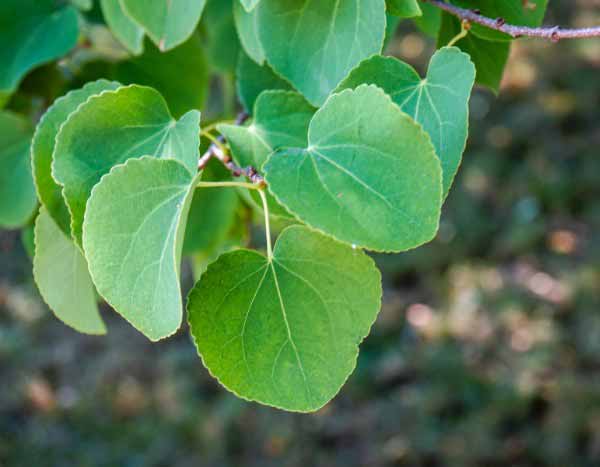 Cercidiphyllum, Árbol de caramelo: ¿cómo podarlo?
