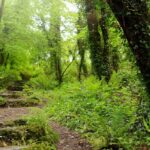 Tendencia jardín «Efecto dosel arboeo», o cómo recrear un bosque en casa