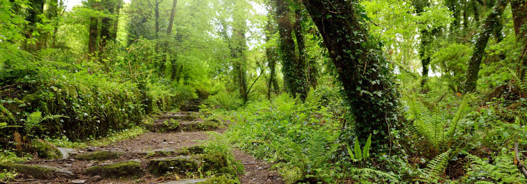 Tendencia jardín «Efecto dosel arboeo», o cómo recrear un bosque en casa