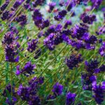 Entre azul y violeta, el color «Future Dusk» hace vibrar el jardín