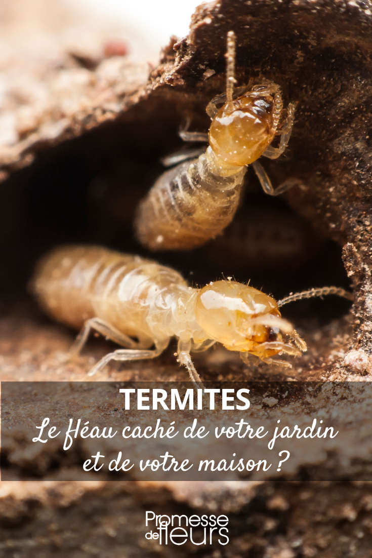 termita