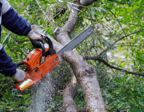 Jardinería para principiantes: cortar un árbol con seguridad en 5 sencillos pasos