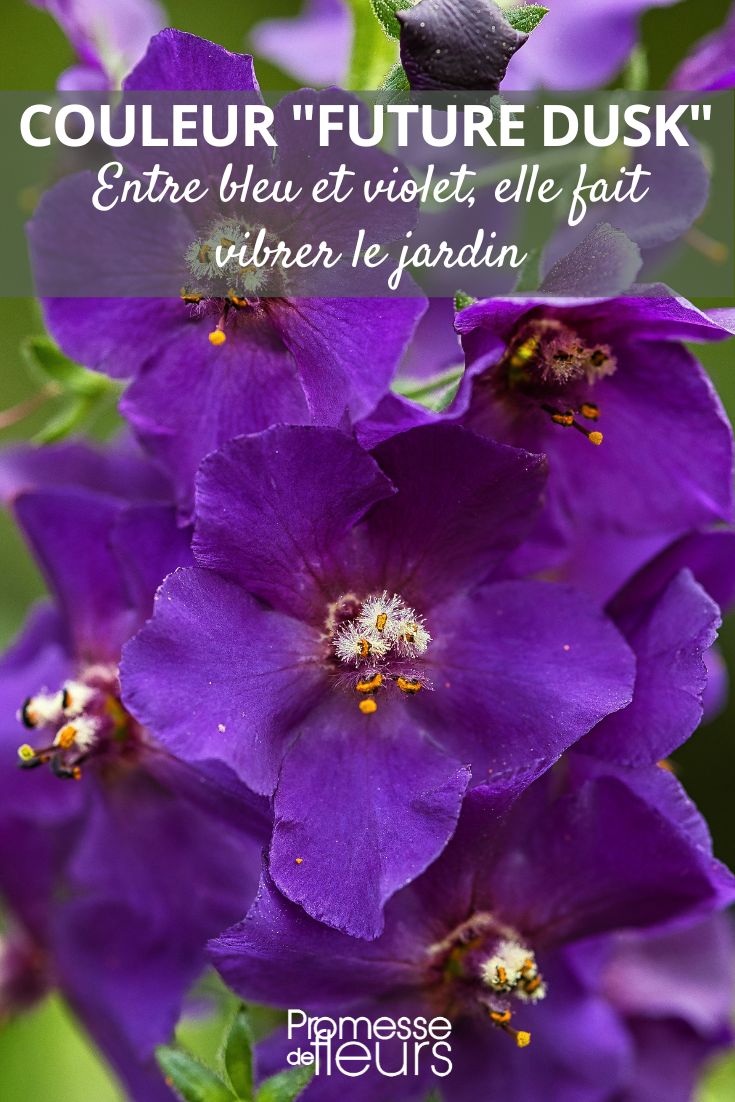 Entre el azul y el violeta, el color "Future Dusk" hace vibrar el jardín