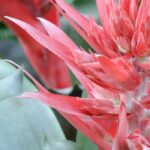 Aechmea: el mantenimiento a lo largo de las estaciones