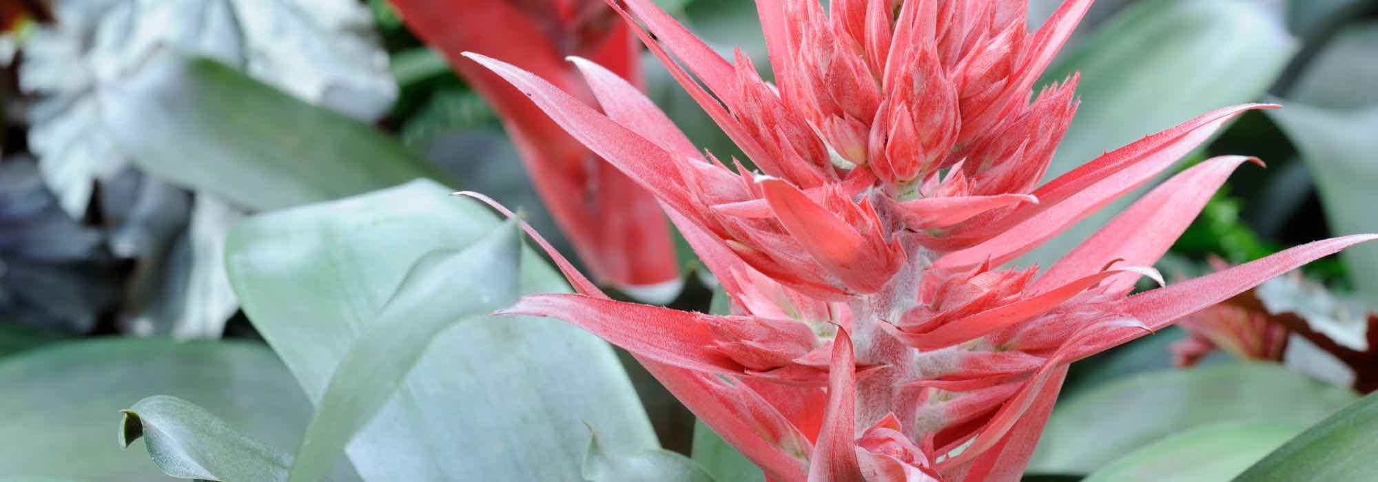 Aechmea: el mantenimiento a lo largo de las estaciones