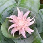 Aechmea: reconocer y tratar fácilmente sus enfermedades y parásitos