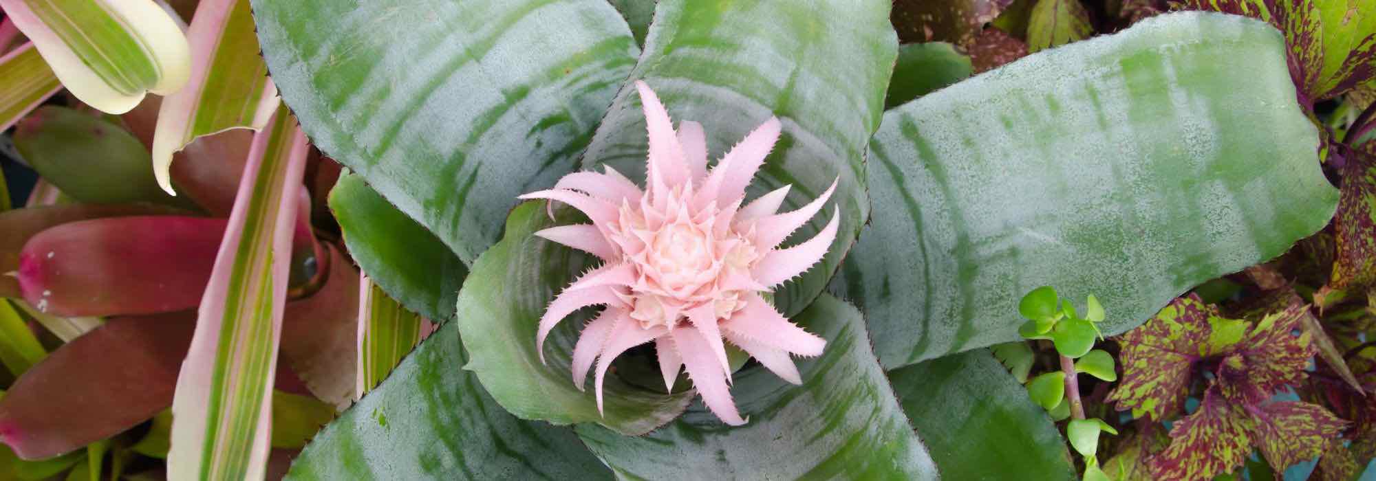 Aechmea: reconocer y tratar fácilmente sus enfermedades y parásitos