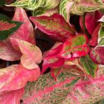 Aglaonema: cuidados según las estaciones