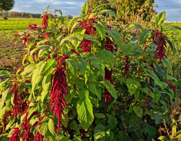 ¿Cómo cosechar y utilizar el amaranto en la cocina?