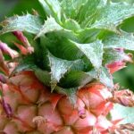 Piña: el cuidado de esta planta de interior a lo largo de las estaciones