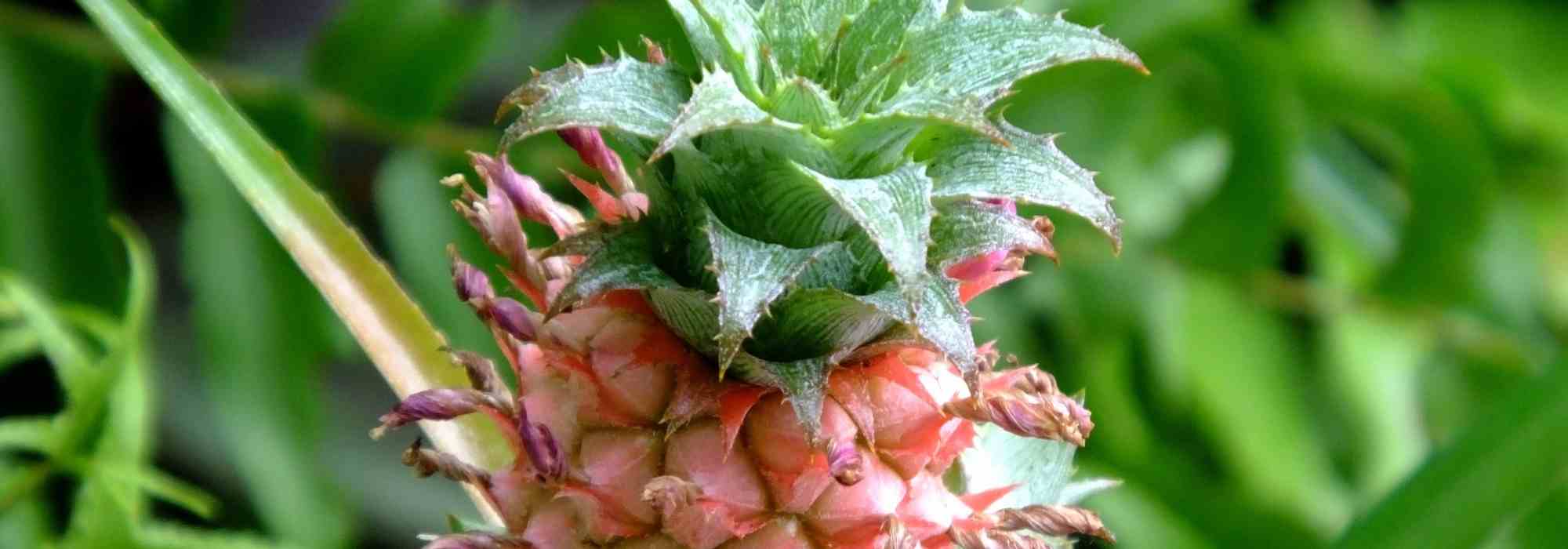 Piña: el cuidado de esta planta de interior a lo largo de las estaciones