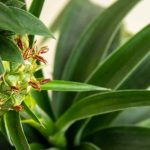 Enfermedades y parásitos del Ananás: ¿cómo identificarlos y tratarlos?
