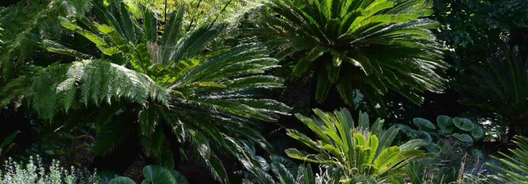 Los arbustos exóticos de follaje gráfico: estructura tu jardín con estilo