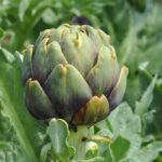 Cultivar la alcachofa: una planta medicinal con numerosos beneficios para la salud