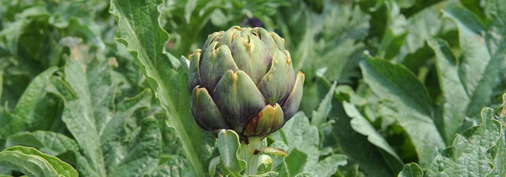 Cultivar la alcachofa: una planta medicinal con numerosos beneficios para la salud
