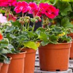 ¿Cómo hacer esquejes de pelargonio o geranio de balcón?
