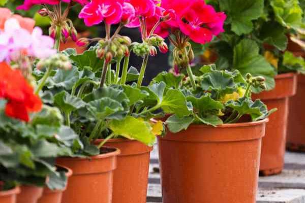 ¿Cómo hacer esquejes de pelargonio o geranio de balcón?