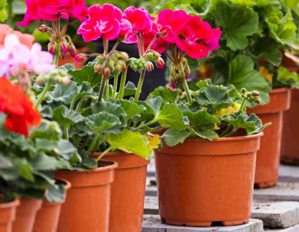 ¿Cómo hacer esquejes de pelargonio o geranio de balcón?