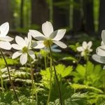 ¡Ilumina las zonas de sombra con los bulbos de primavera!