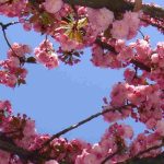 ¿Qué cerezos con flores rosas elegir para un jardín encantador?
