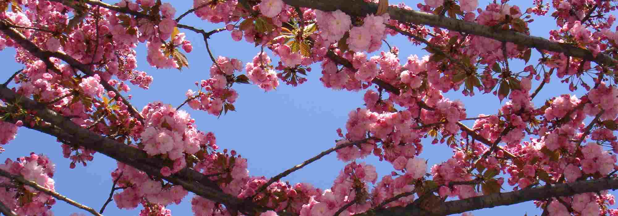 ¿Qué cerezos con flores rosas elegir para un jardín encantador?