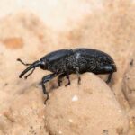Gorgojo del agave: identificación, tratamiento y prevención eficaces