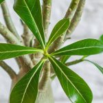 Adenium o rosa del desierto: el cuidado a lo largo de las estaciones