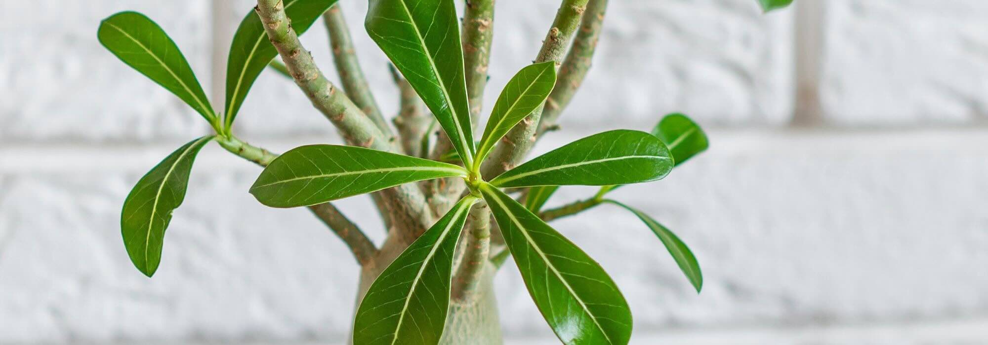 Adenium o rosa del desierto: el cuidado a lo largo de las estaciones