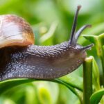 Caracoles y babosas en el jardín: ¿aliados o plagas?