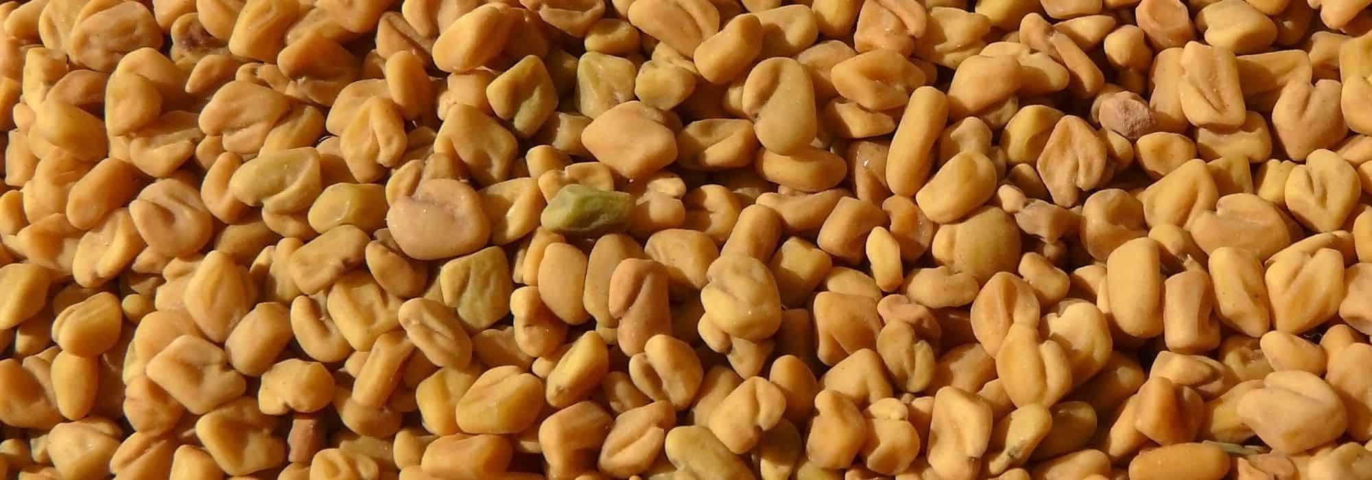 Cultivar plantas medicinales: la Alholva y sus beneficios para la salud