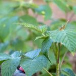 Hojas de frambuesa: beneficios, usos y propiedades para la salud
