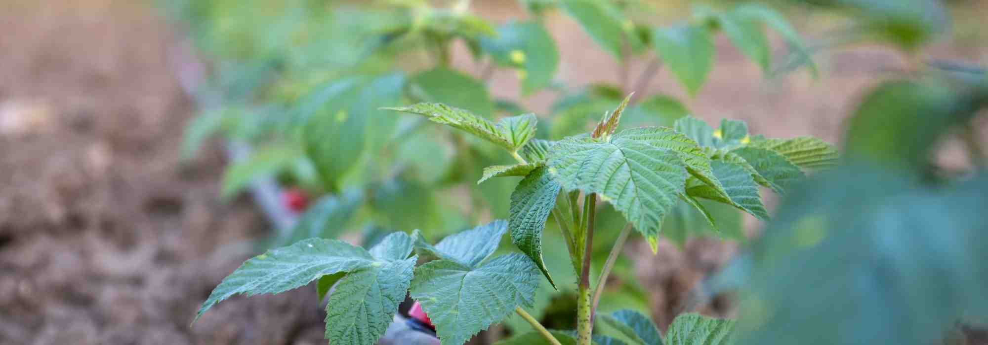 Hojas de frambuesa: beneficios, usos y propiedades para la salud