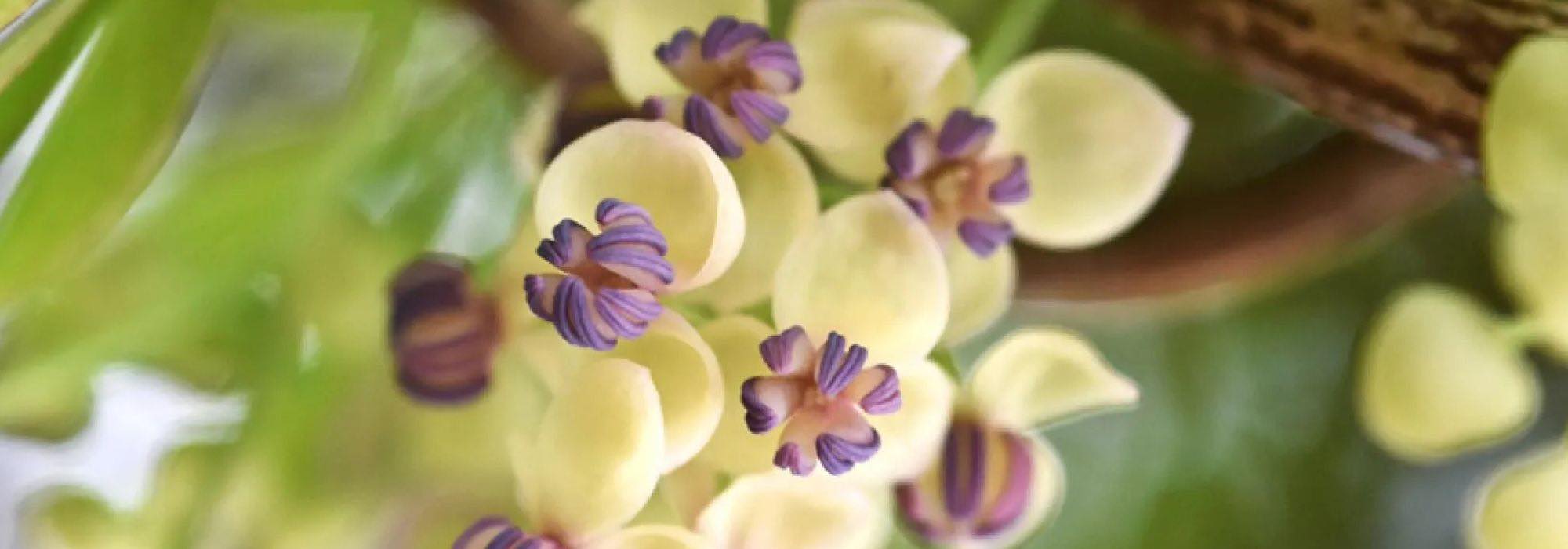 Plantas trepadoras de finales de primavera: ¡para un jardín que anuncia el verano!